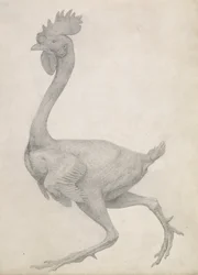 Fowl: Lateral view with Most Feathers Removed, från serien "A Comparative Anatomical Exposition of the Structure of the Human Body with that of a Tiger and a Common Fowl" (grafit på papper)